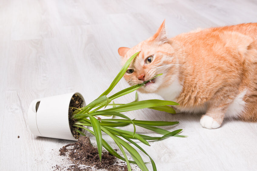 A cat biting a plant it had knocked over