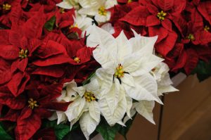 What are the Best Flowers for Christmas?