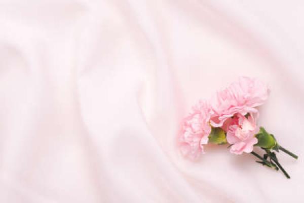 A pink carnation on a pink sheet